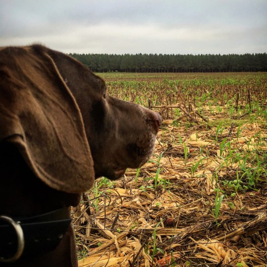 29765357886_d486978229_c